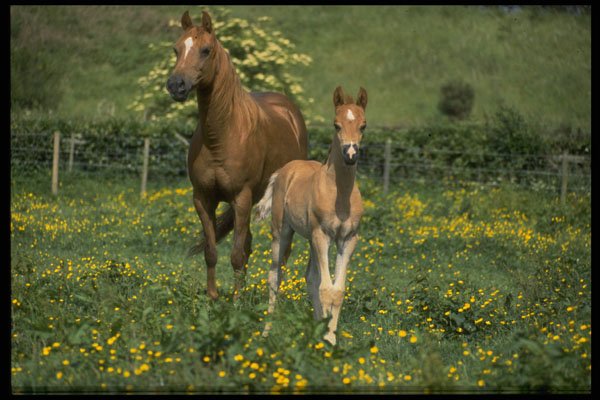 676048 Arab A4 Photo Print