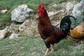 676050 Rooster And Hens A4 Photo Print
