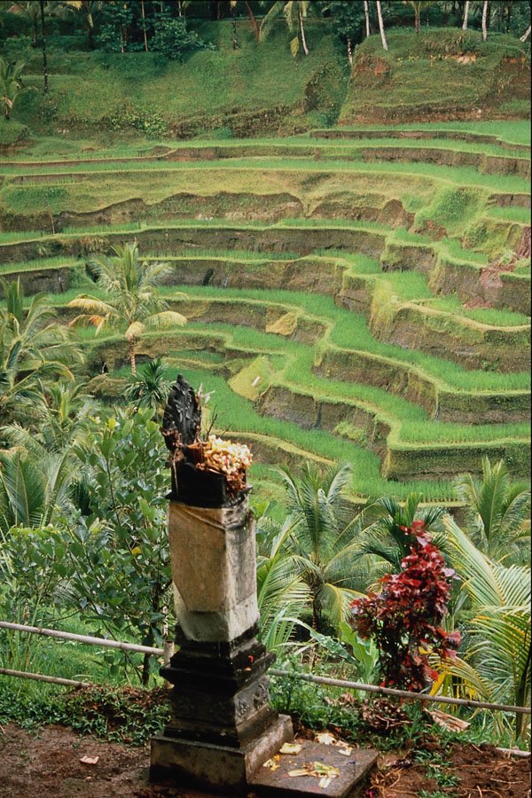 676051 Terraced Rice Field, Bali, Indonesia A4 Photo Print