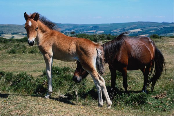 676052 Dartmoor Ponies A4 Photo Print