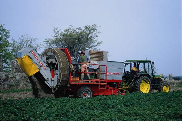 676053 Machine Lifting Jersey Royal Potatoes, England A4 Photo Print