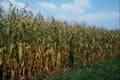 676056 Indian Corn A4 Photo Print