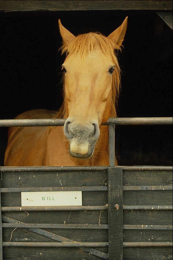 676058 Horse Looking Over Barred Gate A4 Photo Print