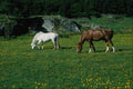 676060 Horses In Field A4 Photo Print