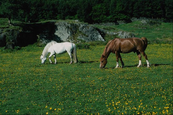676060 Horses In Field A4 Photo Print