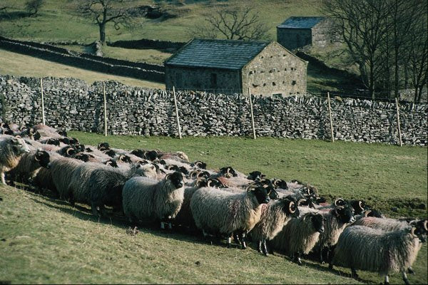 676061 Swaledale Sheep, Buckden, Wharfdale, North Yorkshire A4 Photo Print
