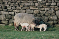 676062 Swaledale Ewe With New Triplet Lambs, Bradley, N. Yorkshire A4 Photo Print