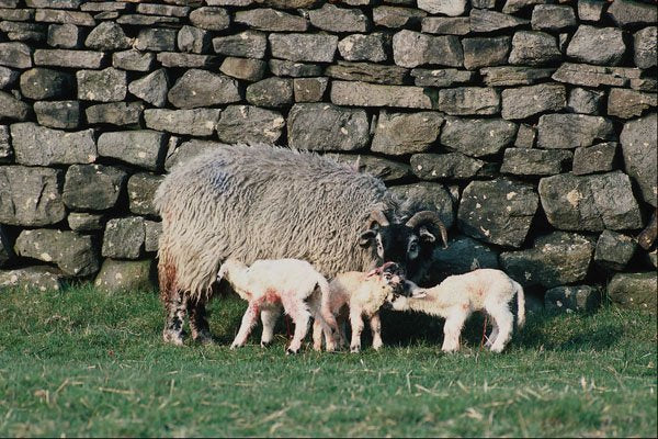 676062 Swaledale Ewe With New Triplet Lambs, Bradley, N. Yorkshire A4 Photo Print