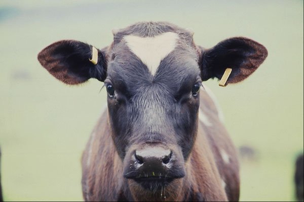 676064 Cow A4 Photo Print