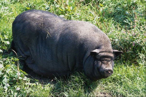 676065 Pot bellied Pig A4 Photo Print