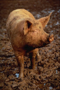 676066 Pig At Ross On Wye A4 Photo Print