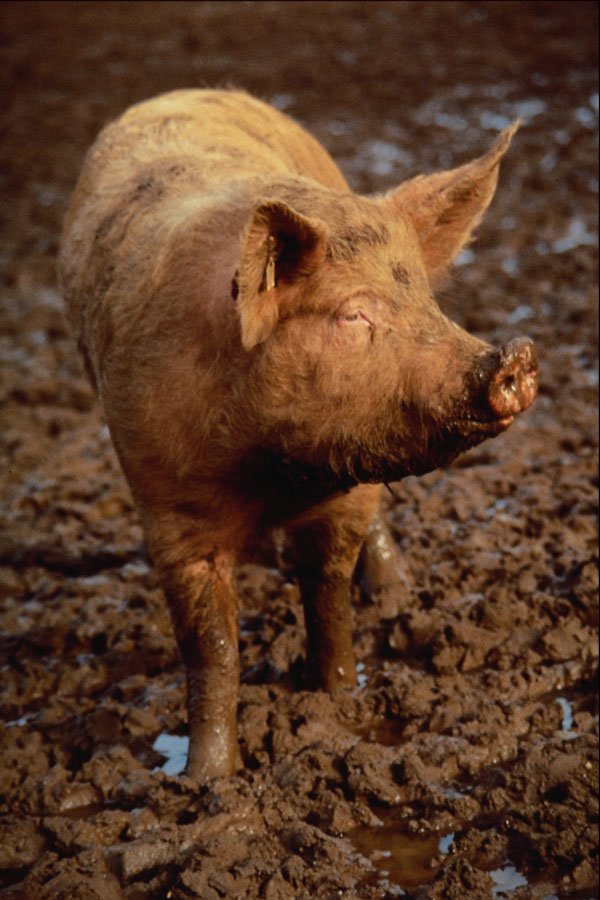 676066 Pig At Ross On Wye A4 Photo Print