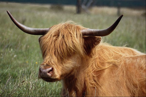 676068 Highland Steer A4 Photo Print