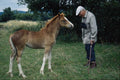 676069 Hunter Foal A4 Photo Print