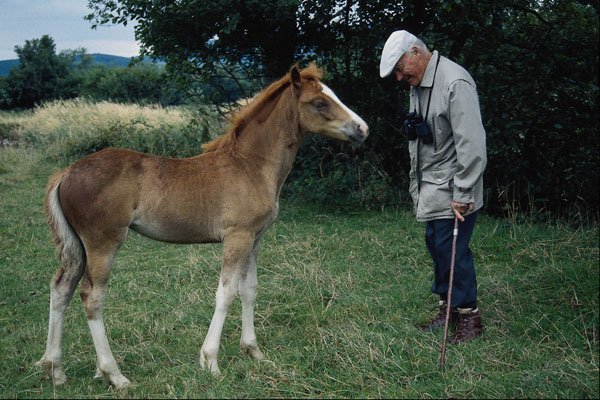 676069 Hunter Foal A4 Photo Print