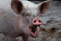 676070 Sow Laughing, Normandy, France A4 Photo Print
