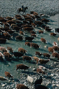 676071 Cattle Round up River Crossing, South Sheep Creek, Alberta A4 Photo Print