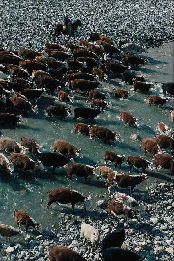 676071 Cattle Round up River Crossing, South Sheep Creek, Alberta A4 Photo Print