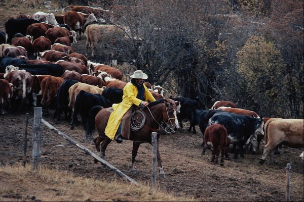 676072 Cattle Round up, Turner Valley, Alberta A4 Photo Print
