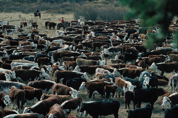676073 Alberta Cattle Round up A4 Photo Print