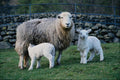 676075 Sheep And Two Lambs, Cumbria, England A4 Photo Print