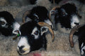 676076 Swaledale Sheep A4 Photo Print