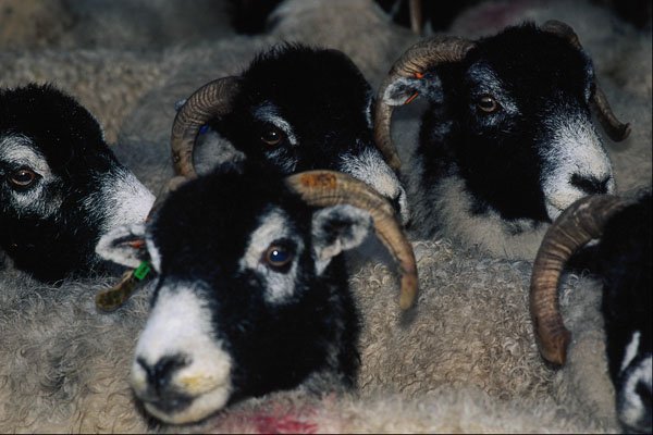 676076 Swaledale Sheep A4 Photo Print