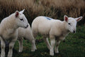 676077 Cheviot Lambs, North Scotland A4 Photo Print