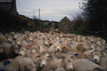 676078 Exmoor Horn Sheep, Somerset A4 Photo Print