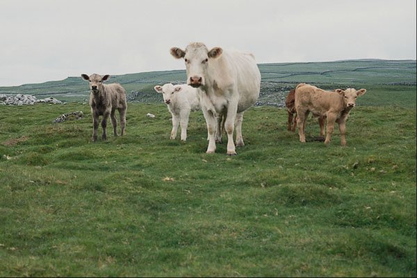 676079 Barnyard Cattle, Pennine Hills, Yorkshire A4 Photo Print