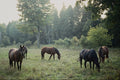 676080 Horses Grazing In Misty Meadow A4 Photo Print