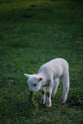 676081 Tiny Lamb Grazing A4 Photo Print