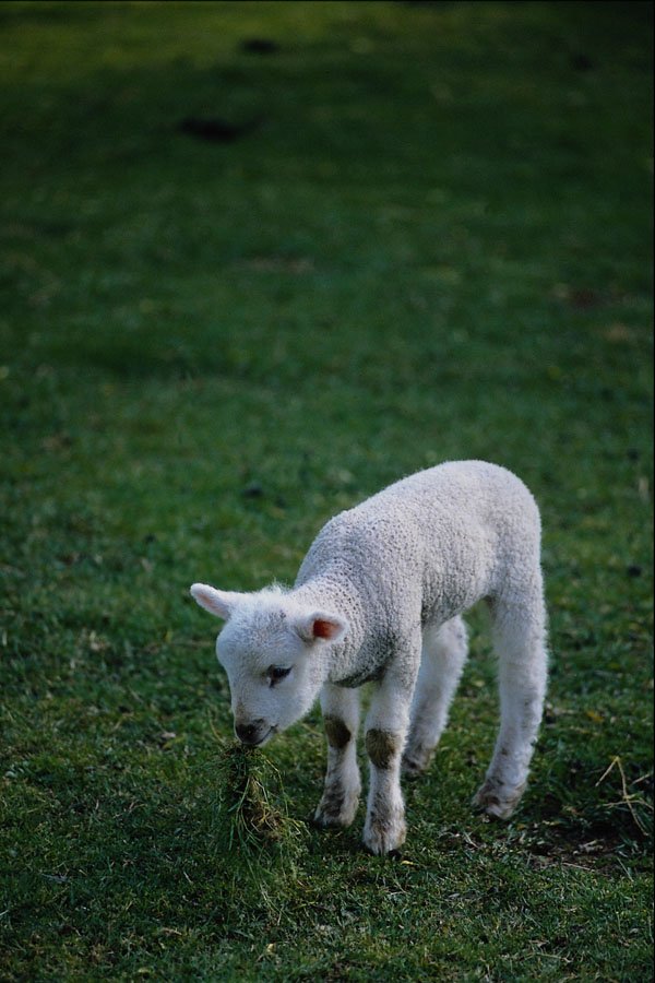 676081 Tiny Lamb Grazing A4 Photo Print