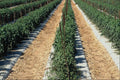 676083 Year round Farming A4 Photo Print