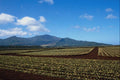 676084 Pineapple Fields, Oahu, Hawaii A4 Photo Print