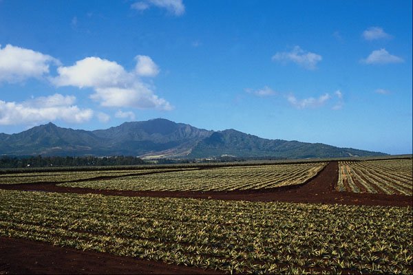 676084 Pineapple Fields, Oahu, Hawaii A4 Photo Print
