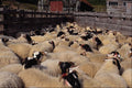 676088 Overcrowded Sheep Pen, Scotland A4 Photo Print