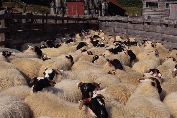 676088 Overcrowded Sheep Pen, Scotland A4 Photo Print
