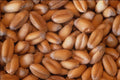 676089 Grains Of Wheat A4 Photo Print