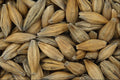 676090 Barley Grains A4 Photo Print