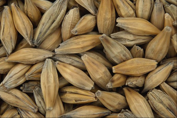 676090 Barley Grains A4 Photo Print