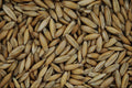 676091 Oat Grains A4 Photo Print