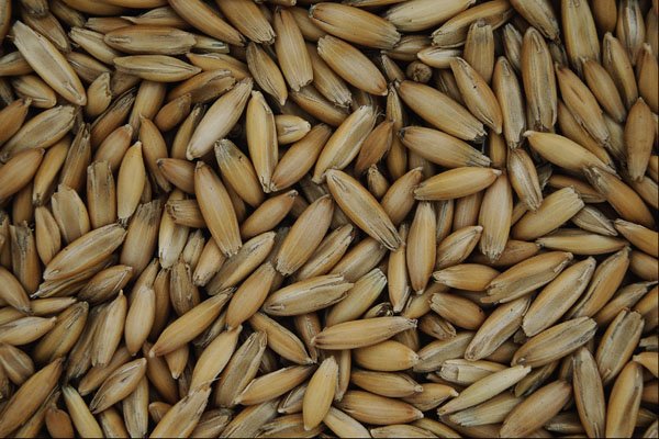 676091 Oat Grains A4 Photo Print