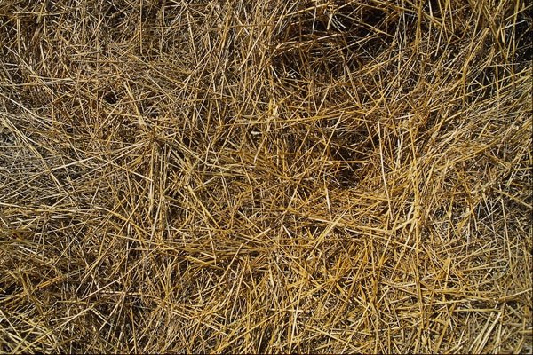676094 Hay A4 Photo Print