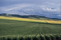 676095 Potato Fields In Idaho, U.S.A. A4 Photo Print