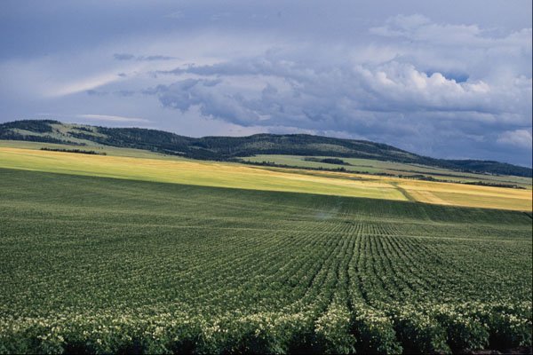 676095 Potato Fields In Idaho, U.S.A. A4 Photo Print
