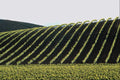 676097 Vineyard, Carneros Valley A4 Photo Print