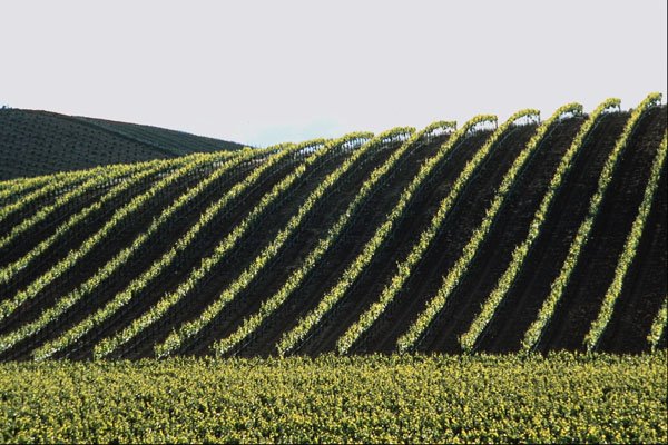 676097 Vineyard, Carneros Valley A4 Photo Print