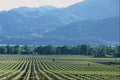 676098 Vineyard, Napa Valley, California, U.S.A. A4 Photo Print