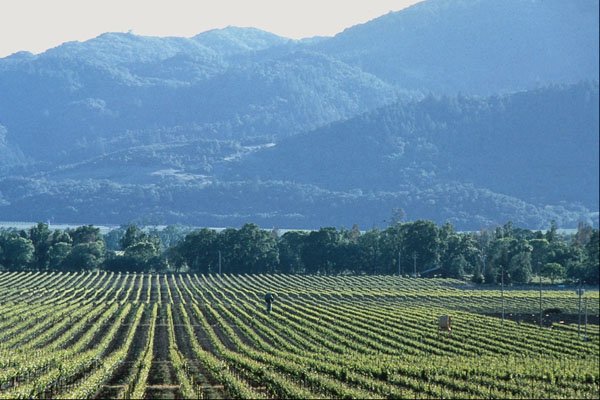 676098 Vineyard, Napa Valley, California, U.S.A. A4 Photo Print